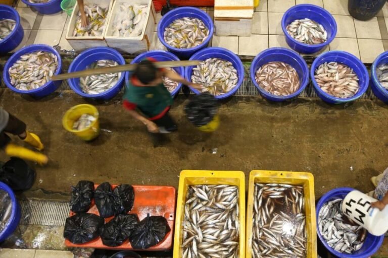 BERBURU IKAN SEGAR DI PASAR IKAN MODERN MUARA BARU