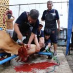 IDUL ADHA 1446 H, MASJID NUURUSYSYIFAA’ MENYEMBELIH 15 EKOR SAPI DAN 12 EKOR KAMBING