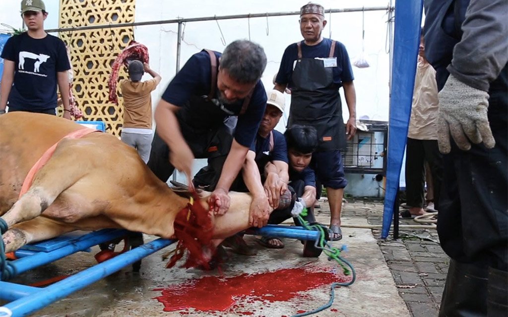 IDUL ADHA 1446 H, MASJID NUURUSYSYIFAA’ MENYEMBELIH 15 EKOR SAPI DAN 12 EKOR KAMBING