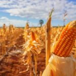 PROGRAM SPHP JAGUNG SASAR 2.109 PETERNAK RAKYAT DI 16 PROVINSI