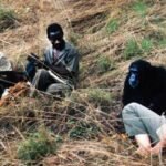 AWS DUKUNG DIGITALISASI RISET PRIMATA JANE GOODALL INSTITUTE