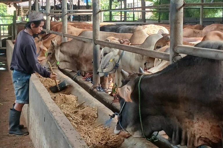 KIAN PROFESIONAL, CV PUPUT BERSAUDARA SEDIAKAN HEWAN KURBAN BERKUALITAS TERBAIK