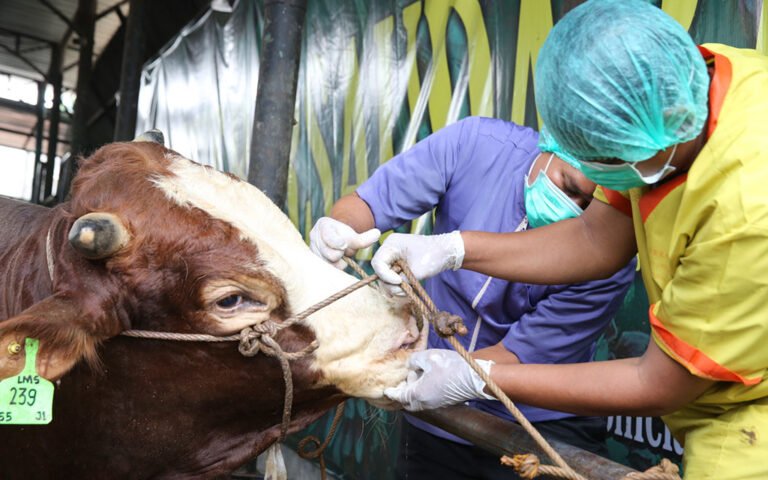 CV PUPUT BERSAUDARA SEDIAKAN SAPI MURAH BERKUALITAS, NIAT IBADAH JADI BERKAH